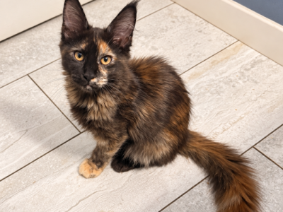 Tara Tortie Girl European Type - Maine Coon - Gallery Photo #1