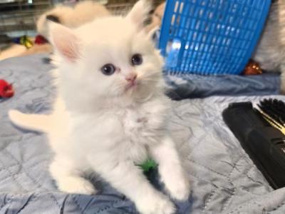 White Blue Eyes Persian - Persian - Gallery Photo #1