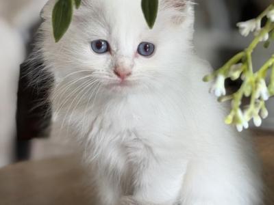 Lilac Bicolor Boy - Ragdoll - Gallery Photo #1