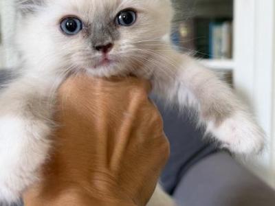 TICA Blue Mitted Girl - Ragdoll - Gallery Photo #1