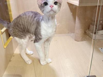 Mimi - Devon Rex - Gallery Photo #1