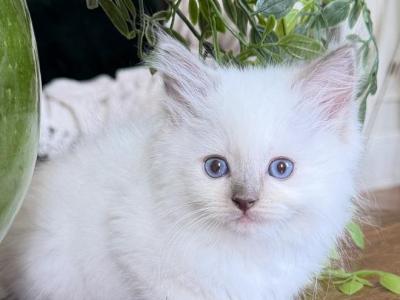 TICA Blue Mitted Male Yellow Collar - Ragdoll - Gallery Photo #1