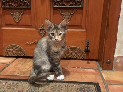 Becky - Maine Coon - Gallery Photo #1