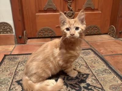 Bart - Maine Coon - Gallery Photo #1