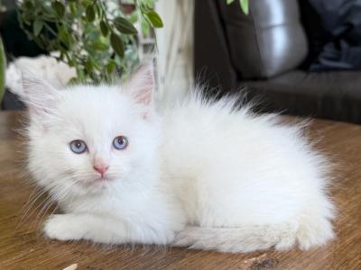 TICA White Male - Ragdoll - Gallery Photo #1