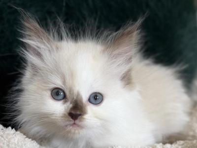 TICA Chocolate Mitted Girl - Ragdoll - Gallery Photo #1