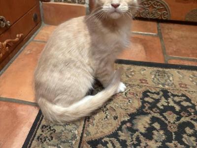Champ - Maine Coon - Gallery Photo #1