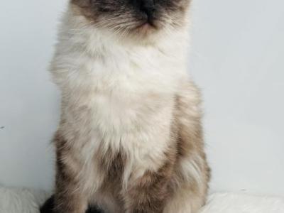 Charlotte TICA Registered Ragdoll - Ragdoll - Gallery Photo #1