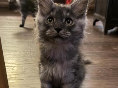 Smoke Grey Polydactyl Female - Maine Coon - Gallery Photo #1