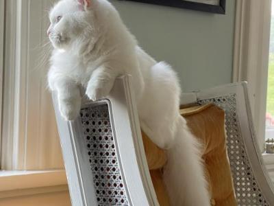 Bonnie TICA Registered Ragdoll - Ragdoll - Gallery Photo #1