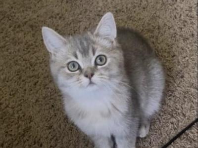 Bee - British Shorthair - Gallery Photo #1