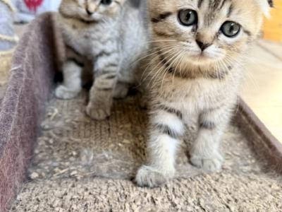 Chonkies - Scottish Fold - Gallery Photo #1