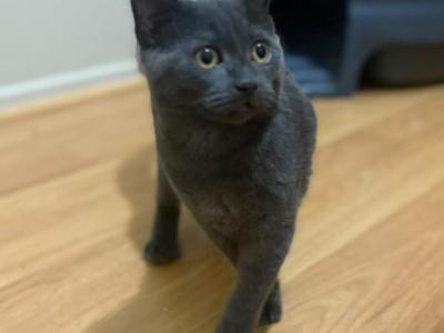 Folded - Scottish Fold - Gallery Photo #1