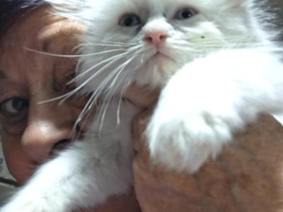 Noname28 - Ragdoll - Gallery Photo #1