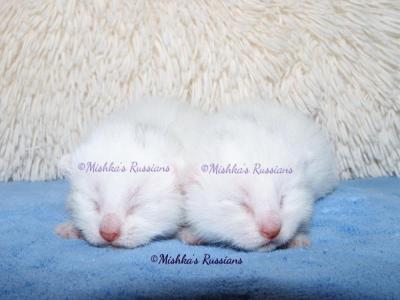 Russian White Kittens - Russian Blue - Gallery Photo #1