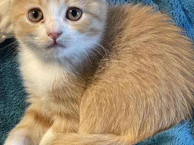 Love - Scottish Fold - Gallery Photo #1