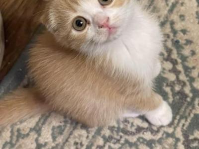 Laura Scottish Fold - Scottish Fold - Gallery Photo #1