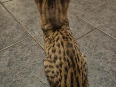F7 Savannah Kittens Old Enough For New Homes - Savannah - Gallery Photo #1