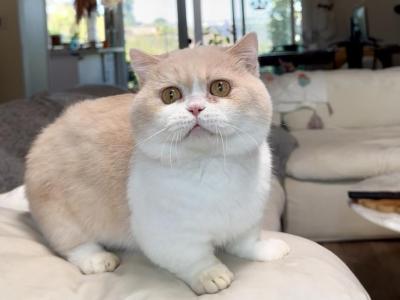 Cheese - Munchkin - Gallery Photo #1