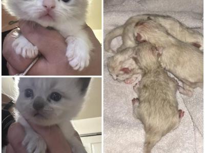 2 Litters Kats Ravishing Ragdolls - Ragdoll - Gallery Photo #1