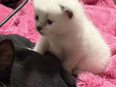 Boo - Siamese - Gallery Photo #1