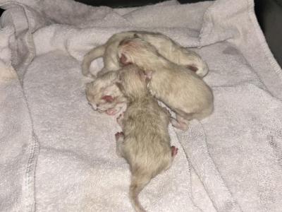 Kats Ravishing Ragdolls Kittens Ragdolls - Ragdoll - Gallery Photo #1