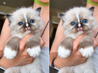 Blaze - Ragdoll - Gallery Photo #1