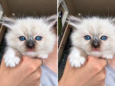 Mitts - Ragdoll - Gallery Photo #1