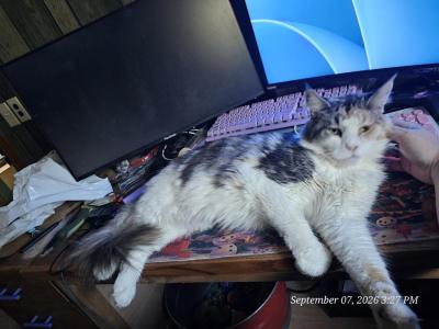 Ummi - Maine Coon - Gallery Photo #1
