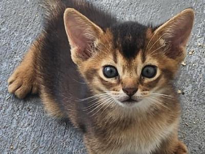 Ruddys - Abyssinian - Gallery Photo #1