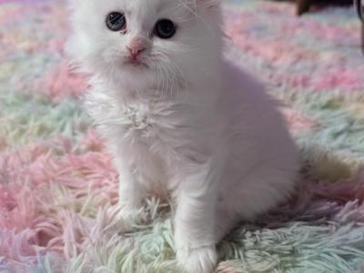 Pixel - Domestic - Gallery Photo #1
