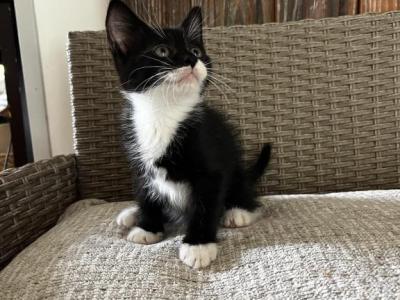 Marco - Siberian - Gallery Photo #1