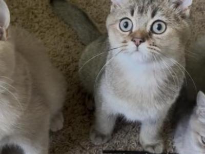 Squirrel - British Shorthair - Gallery Photo #1