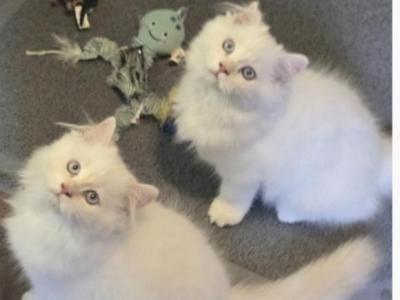 Olaf And Frost - Himalayan - Gallery Photo #1