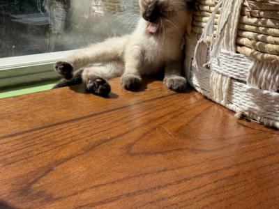 Dora - Siamese - Gallery Photo #1