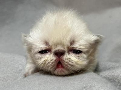 PO25 Lilac Point Persian Available - Himalayan - Gallery Photo #1