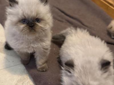 CFA Seal Point Females - Persian - Gallery Photo #1