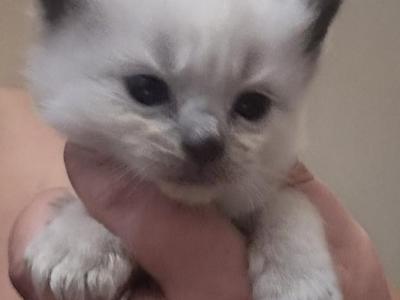 Male Kats Ravishing Ragdolls - Ragdoll - Gallery Photo #1