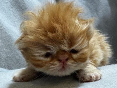 PO26 RED CREAM MALE Persian Available - Persian - Gallery Photo #1