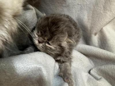PO27 BLUE CREAM MALE Persian Available - Persian - Gallery Photo #1