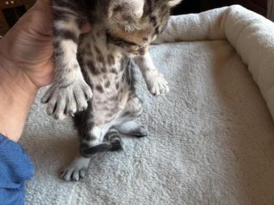 Polydactyl Girl - Polydactyl - Gallery Photo #1