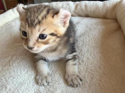 Nala Litter - Highlander - Gallery Photo #1