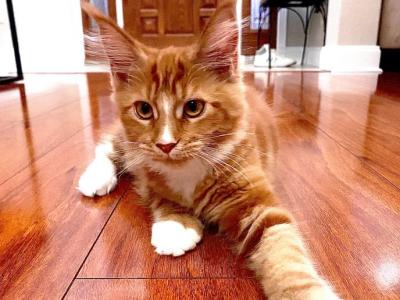 Sunny - Maine Coon - Gallery Photo #1