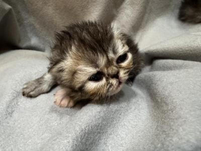 PO28 Tortie - Persian - Gallery Photo #1