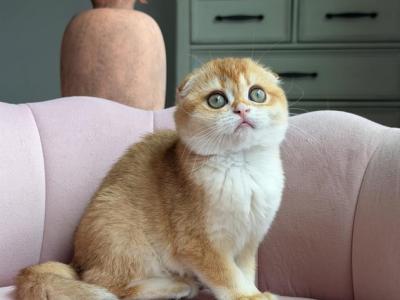 Bianca Litter B - Scottish Fold - Gallery Photo #1