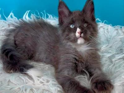 Dherlok - Maine Coon - Gallery Photo #1