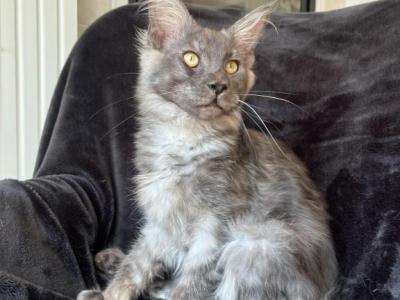 Boy V92 - Maine Coon - Gallery Photo #1