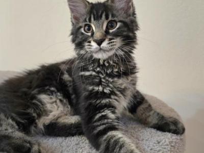 Maine Coon Female - Maine Coon - Gallery Photo #1