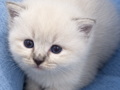 Siberian - Siberian - Gallery Photo #1