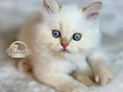 Cannoli Litter F - Himalayan - Gallery Photo #1